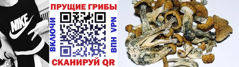 Галлюциногенные грибы Cubensis  Купить закладки  Гудермес 
